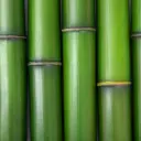 Bamboo