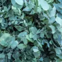 Menta y Eucalipto 