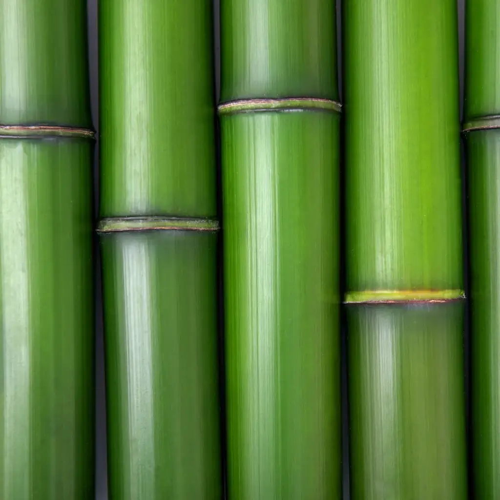 Bamboo